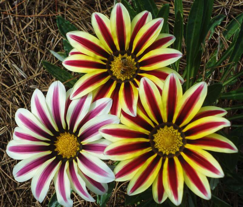 Picture of a bee pollinating one of three flowers; Seaside, Florida.