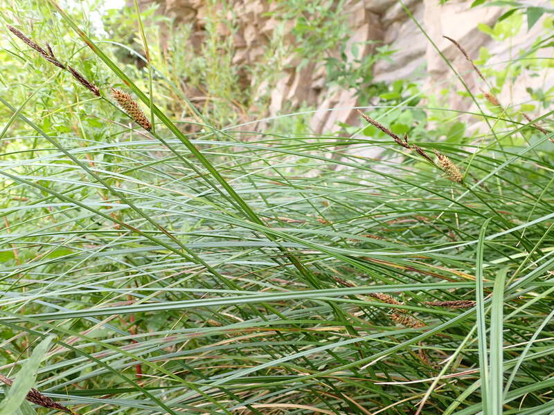 Woolly sedge forming a dense leafy colony along the River's Edge Trail in Great Falls, Montana.