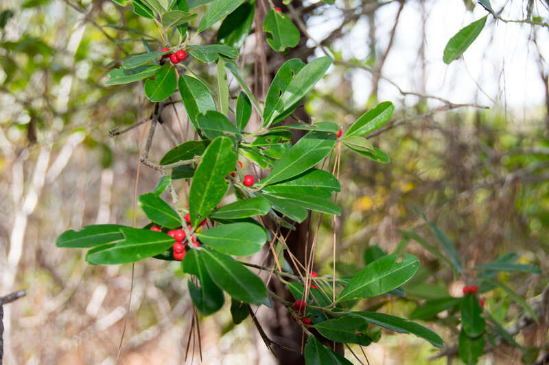 Grayton Beach State Park