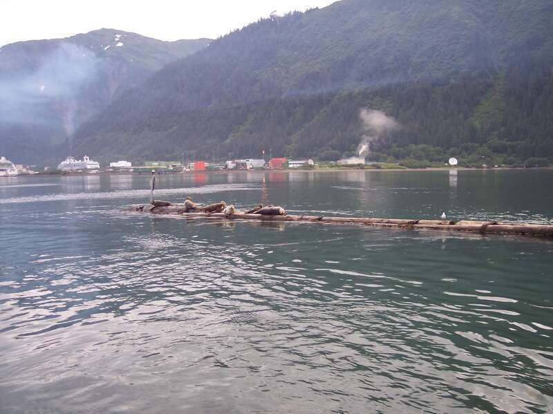 Harbor seals on the floating breakwater of the Douglas Harbor in Juneau, Alaska. Several cruise ships in the background are leaving a thick haze of exhaust over downtown, extending down the channel.