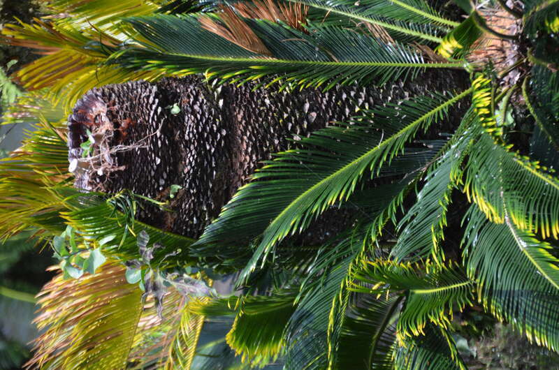 Liliʻuokalani Park and Gardens (a0005157)