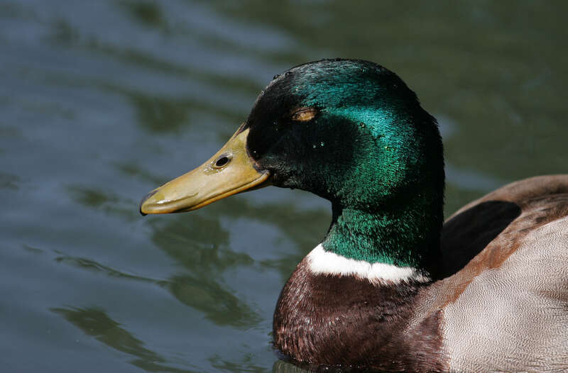 500px provided description: Mallard [#duck ,#bird ,#nature ,#animal ,#wildlife]