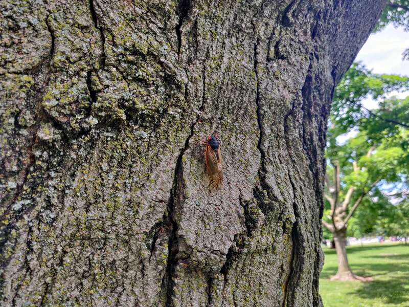 National mall cicadas