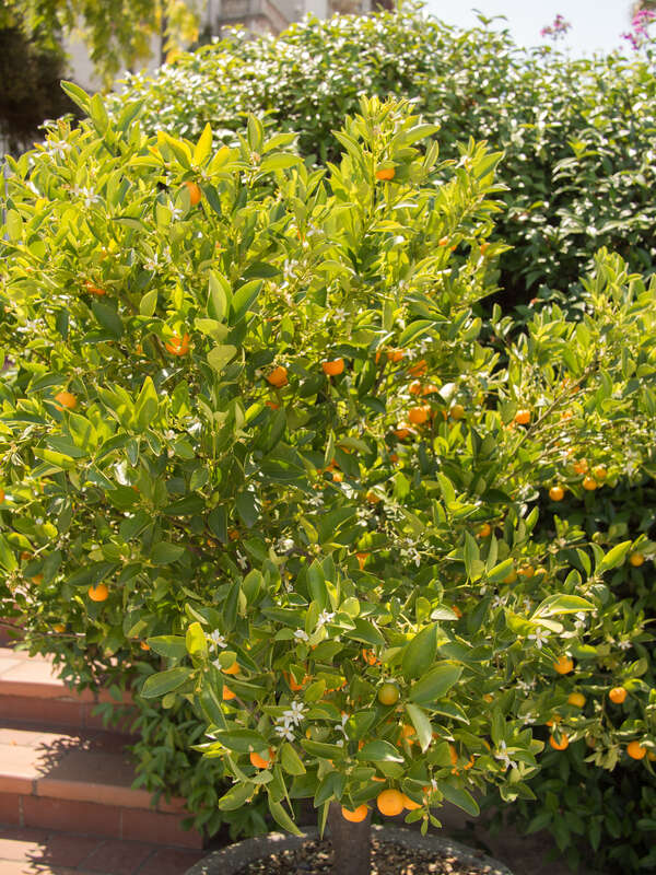 Cumquat
