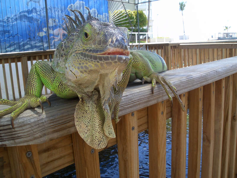 Giant Iguana in the Keys
