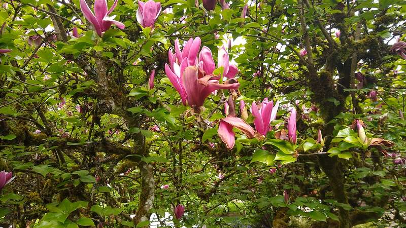 Hulda Klager Lilac Gardens
