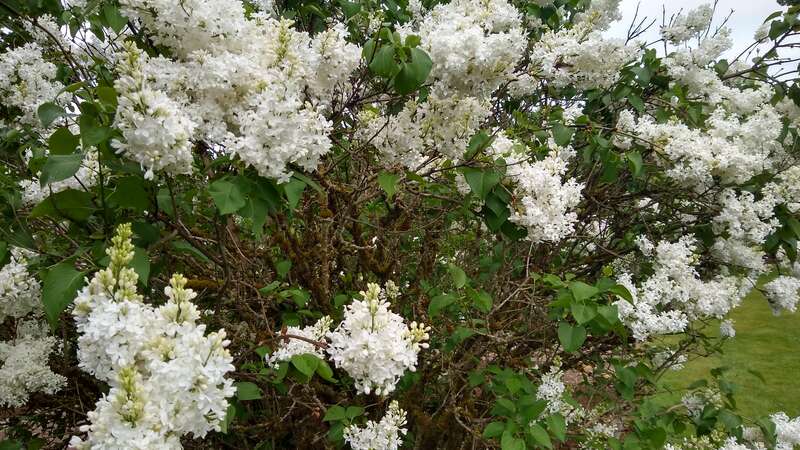 Hulda Klager Lilac Gardens