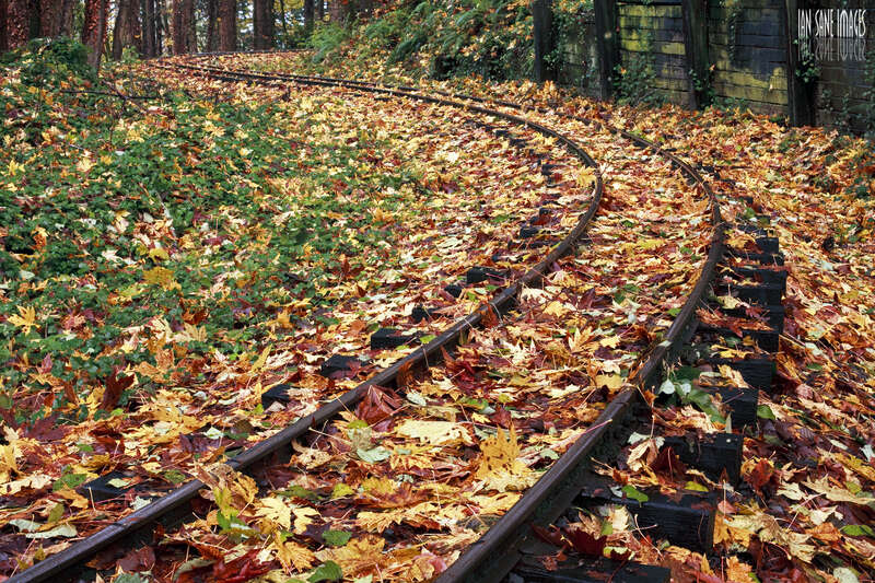Leafing On A Railroad
