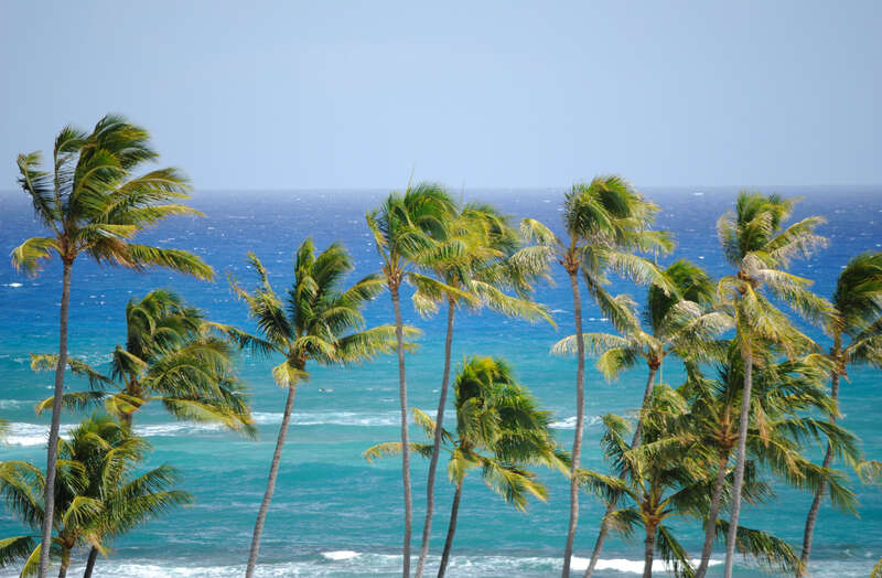 Palm Trees and Blue Water