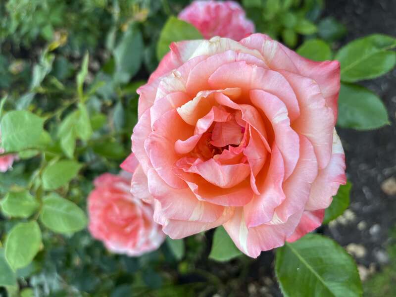 'Peach Swirl', Hybrid tea, Portland, Oregon (August 7, 2022)