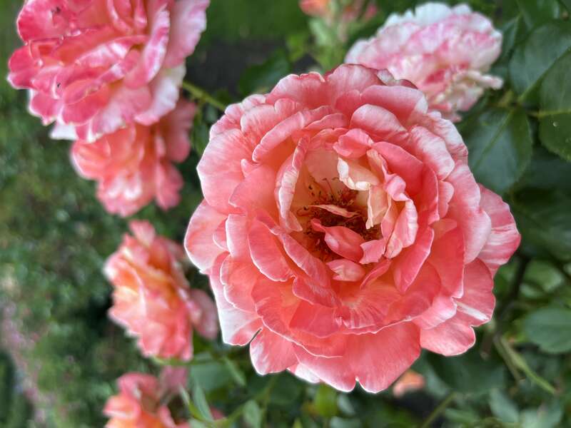 'Peach Swirl', Hybrid tea rose, Portland, Oregon (August 7, 2022)