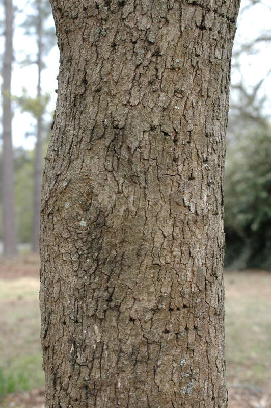 Quercus chapmanii