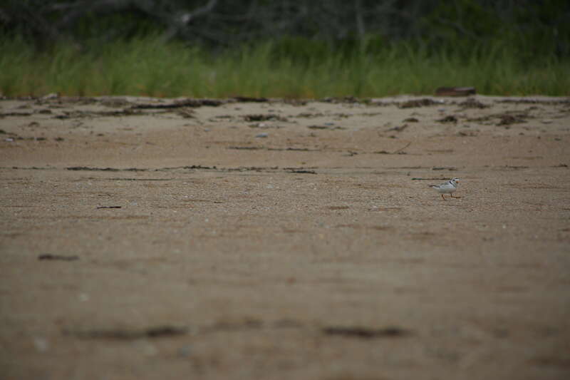 Photo by Ariel Kallenbach/USFWS