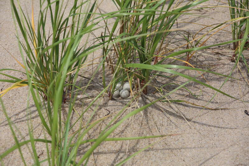 Photo by Ariel Kallenbach/USFWS