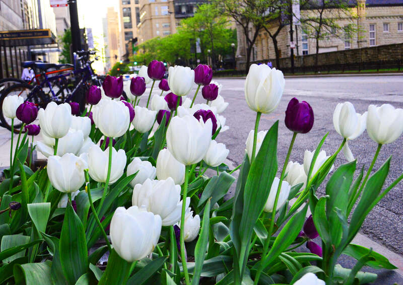 Beautiful tulips planted on Michigan Avenue in Chicago