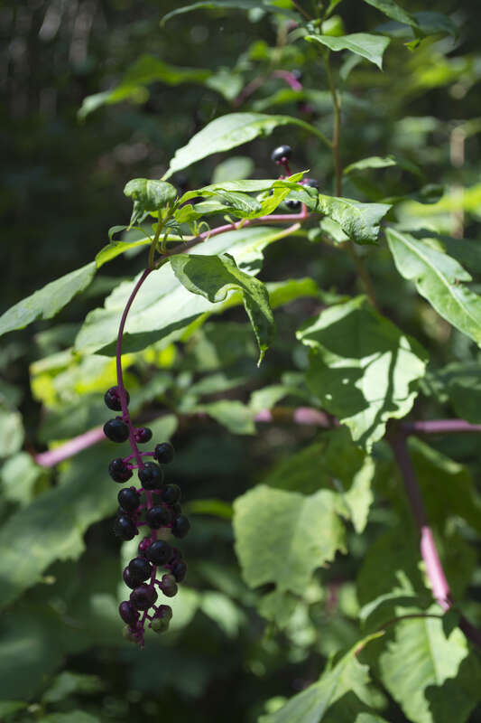 500px provided description: A walk through Wissahickon Park in 2015. [#park ,#leaves ,#plants ,#berries ,#hiking ,#philadelphia ,#pennsylvania ,#philly ,#wissahickon]