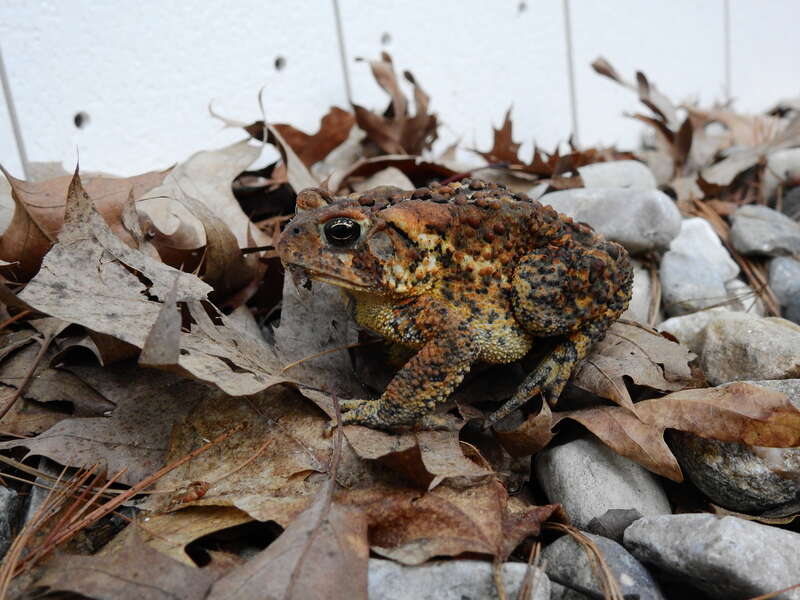 American toad spotted outside in Michigan