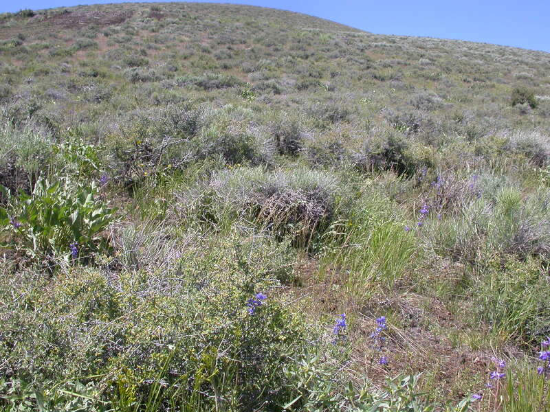 In addition to Balsamorhiza (very left center), this upland setting has almost 100% native plant cover including Artemisia tridentata (wyomingensis or vaseyana - I can't determine here), Agropyron spicatum, Purshia tridentata, Delphinium andersonii,