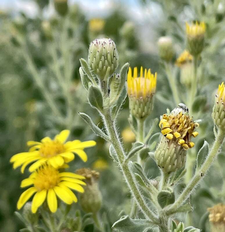 Zion False Goldenaster (Heterotheca zionensis) in the United States
