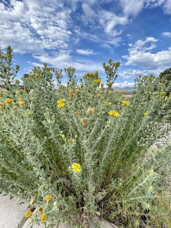 Zion False Goldenaster (Heterotheca zionensis) in the United States