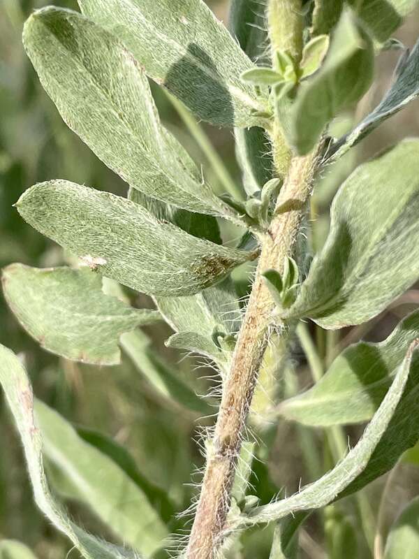 Zion False Goldenaster (Heterotheca zionensis) in the United States