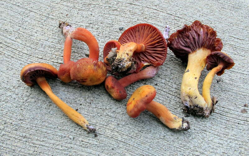 Hygrocybe purpureofolia