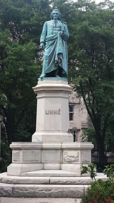 Linne statue on University of Chicago campus. After Frithiof Kjellberg (Swedish, 1836-1885): Carl von Linné Monument, 1891, (copy of the original located in the Humlegarden in Stockholm), unveiled in Lincoln Park on May 23, 1891, anniversary of