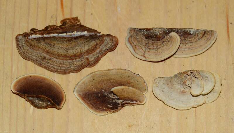 Metuloidea reniformis. Species of fungus.