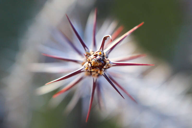 Ocotillo Spikes