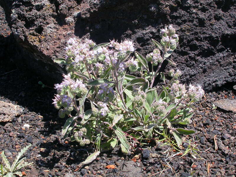 The most common Phacelia often in sandy or gravelly soils throughout this region of the Snake River plains and from low to high elevations.
