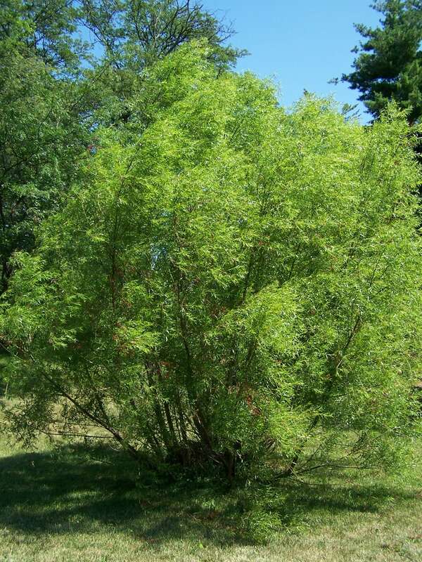 Black Willow, Salix nigra. Morton Arboretum accession 180-88-3. This specimen has been vetted by a certified arborist at the arboreum.
