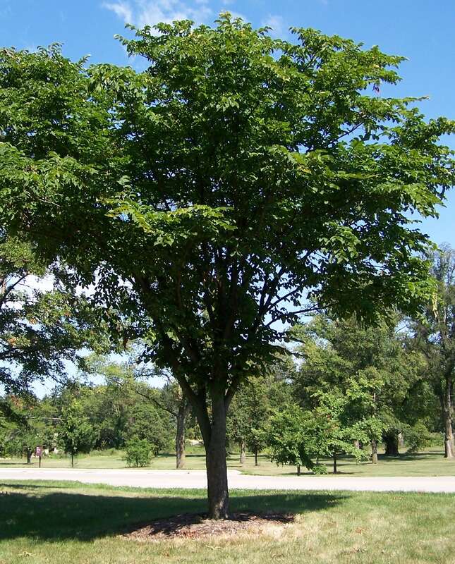 Nikko Elm Tree, Ulmus laciniata var. nikkoensis. Specimen photographed at Morton Arboretum, Lisle, Illinois, USA.