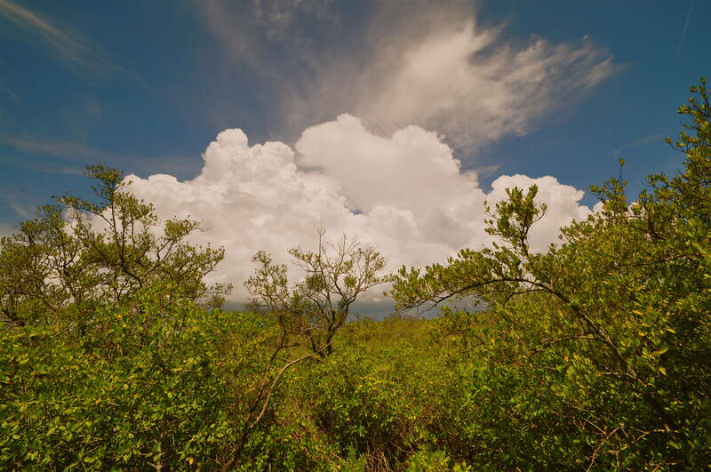 Weedon Island preserve
