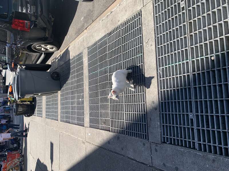 white bodega cat outside in the sun, east sidewalk of Lexington Av between 110th and 111th St, East Harlem, Manhattan