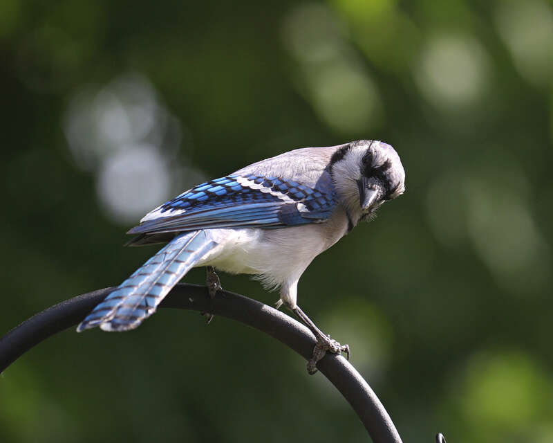 500px provided description: There's just something about that backwards glance that cracks me up. [#sunset ,#blue ,#look ,#feathers ,#glance ,#angry ,#cranky ,#backwards ,#Jay ,#Blue Jay]