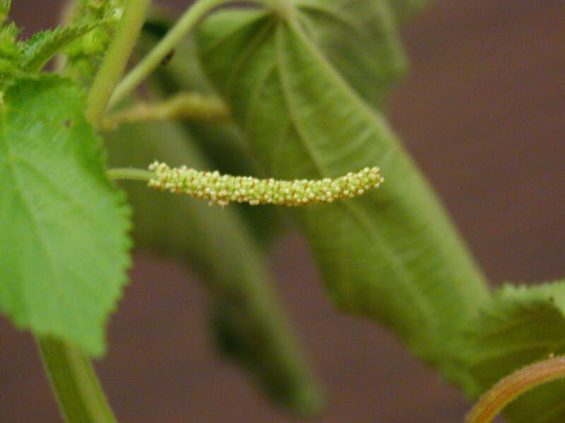 Acalypha ostryifolia, male inflorescence