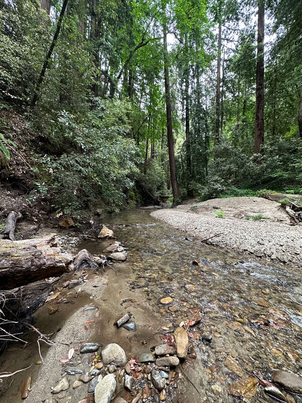 Bean Creek running through Mount Hermon, CA (June 2023)