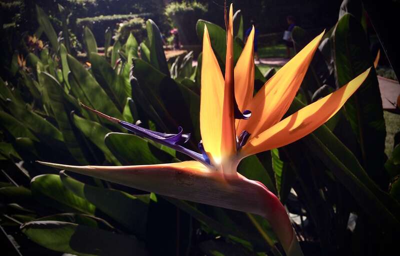Lotusland formal garden area. 
&amp;lt;a href=&quot;https://en.wikipedia.org/wiki/Strelitzia&quot; rel=&quot;nofollow&quot;&amp;gt;en.wikipedia.org/wiki/Strelitzia&amp;lt;/a&amp;gt;

Genus from South Africa, now grown worldwide.