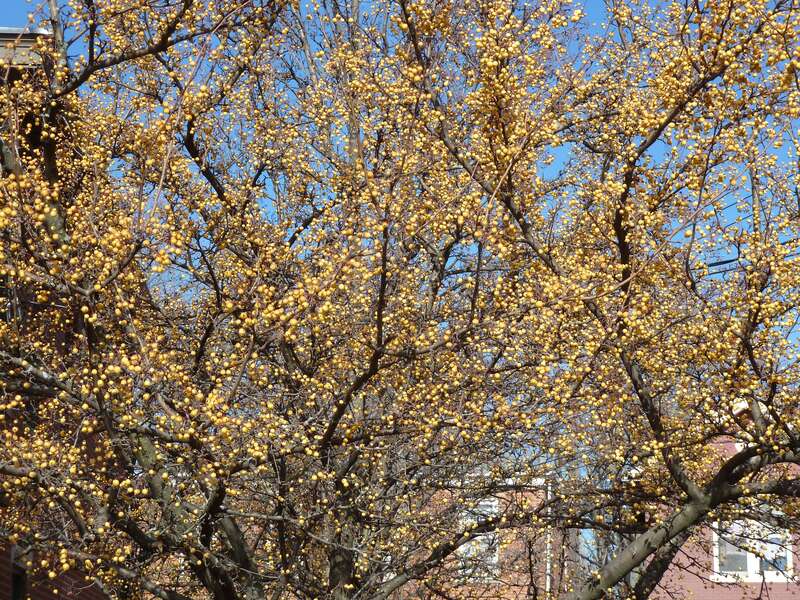 German Village in 2010 by Mark Sundstrom.