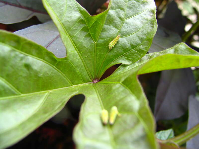 Green and orange-red Graphocephala versuta hang out on a leaf in Charlotte, NC.