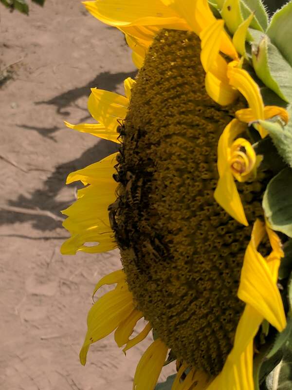 Grinter Sunflower Farm