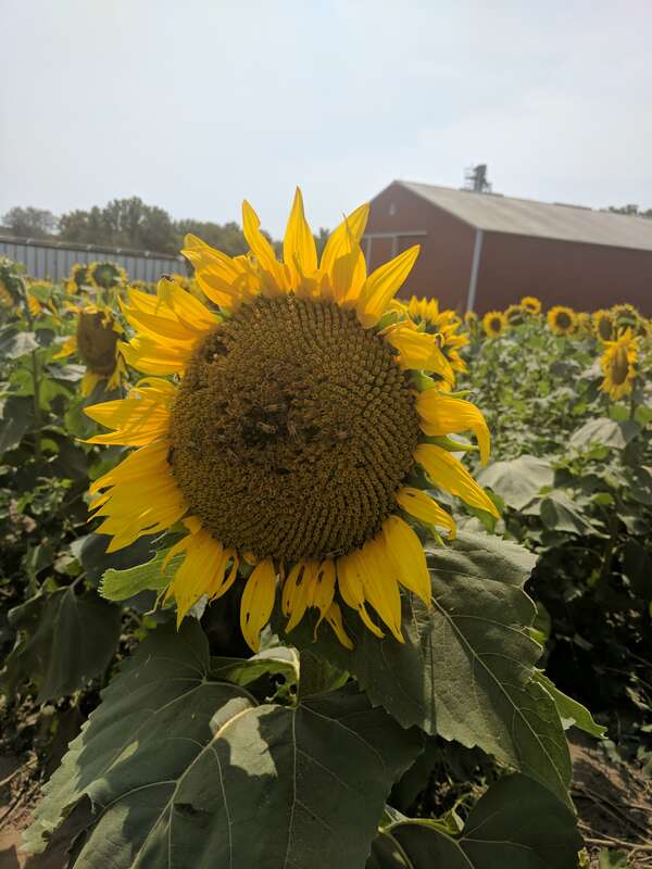 Grinter Sunflower Farms