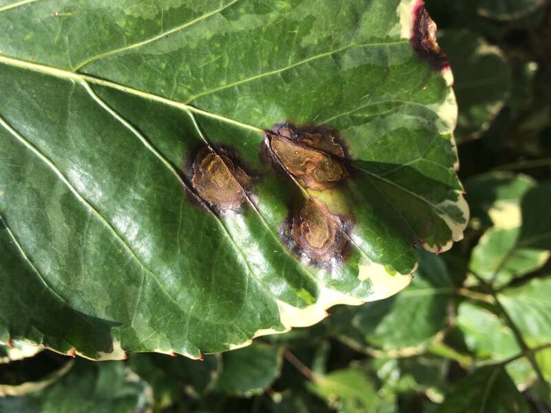 Host: Polyscias guilfoylei (Bull ex
Cogn. &amp;amp; E. March.) 
Pathogen: Xanthomonas campestris pv. hederae
Read: &amp;lt;a href=&quot;http://www.ctahr.hawaii.edu/oc/freepubs/pdf/PD-75.pdf&quot;