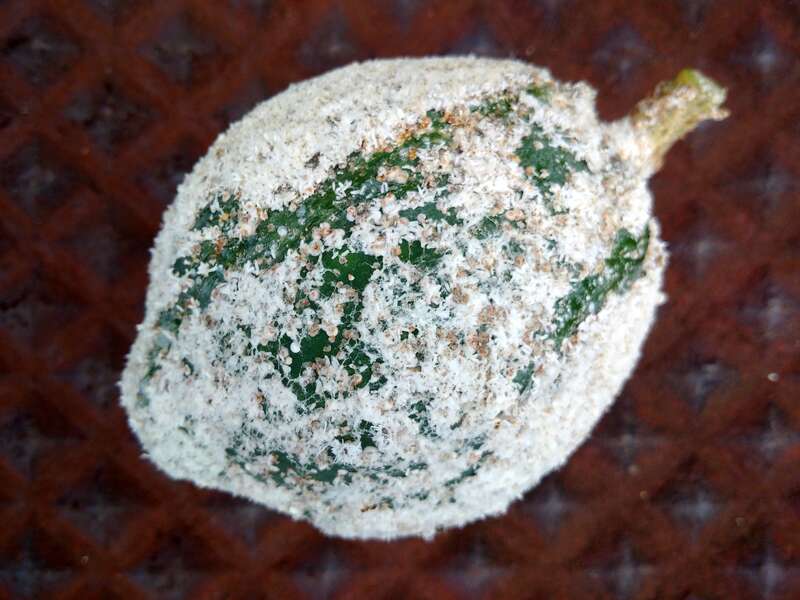 Papaya (Carica papaya)- White peach scale (Pseudaulacaspis pentagona)