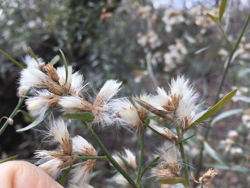 Seepwillow is the common baccharis species along the Rio Grande Bosque trail, Albuquerque, Bernalillo County, New Mexico.