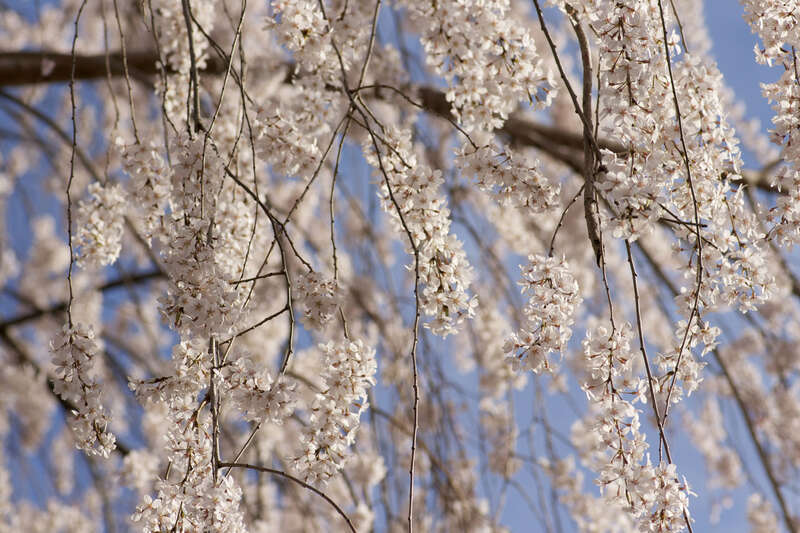Yoshino Cherry, Prunus x yedoensis.