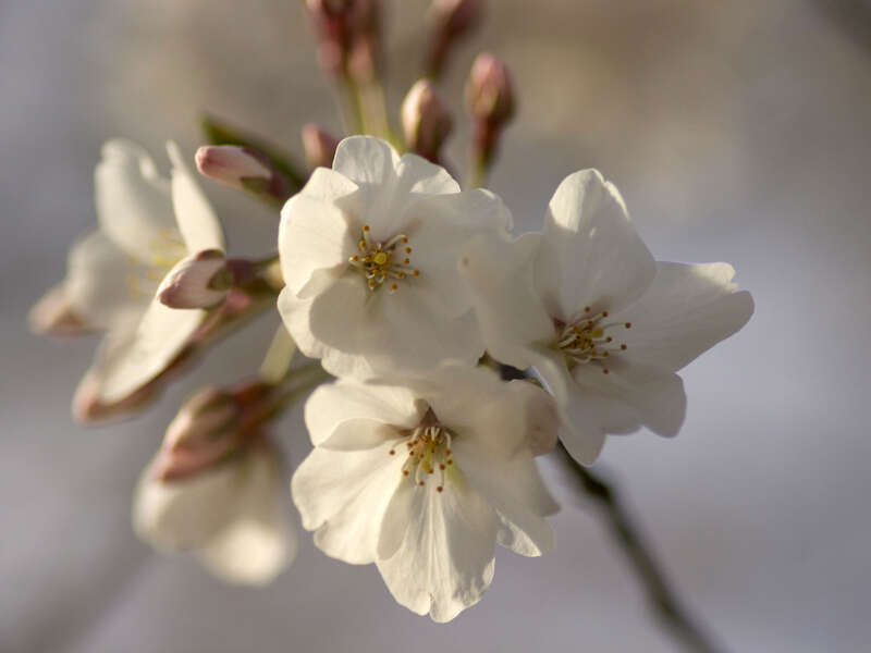 Capitol Hill Cherry Blossoms
