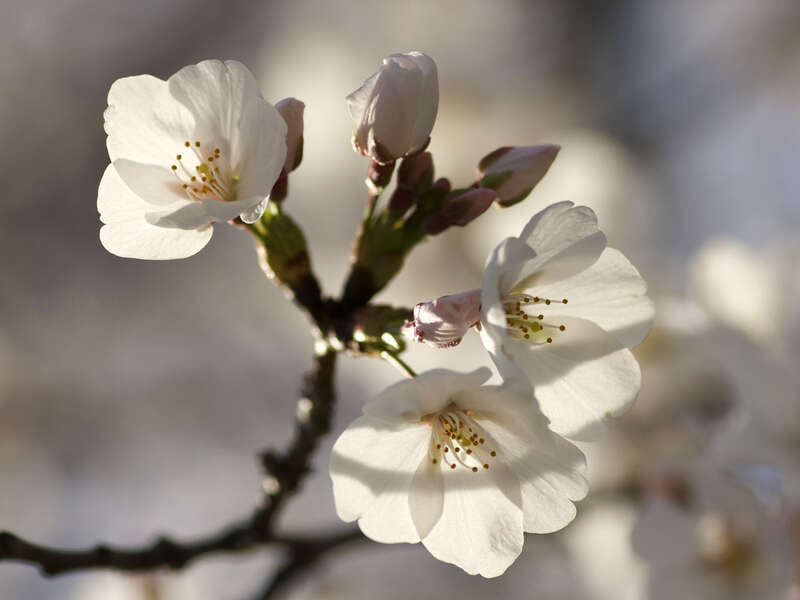 Yoshino Cherry, Prunus x yedoensis.