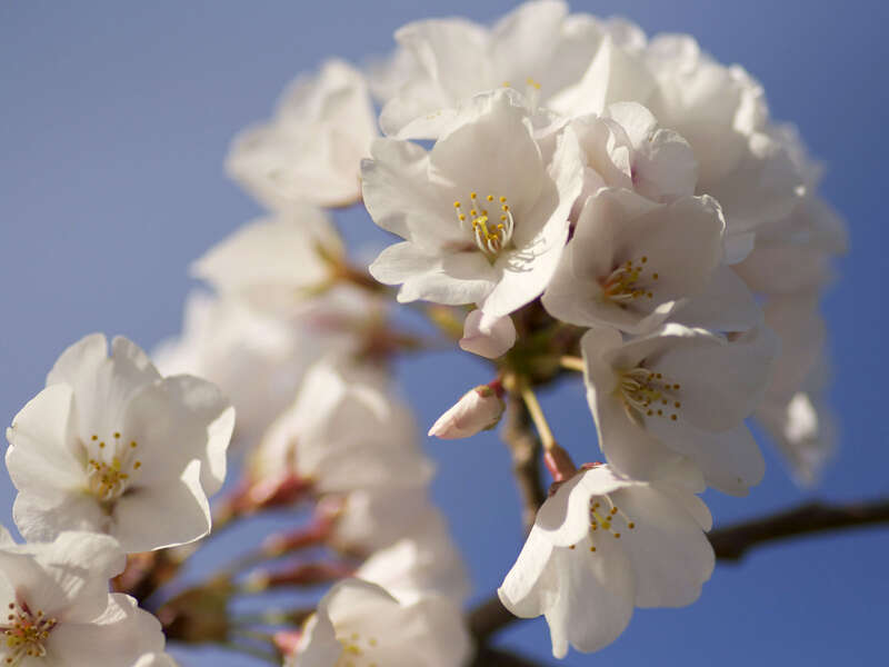 Capitol Hill Cherry Blossoms