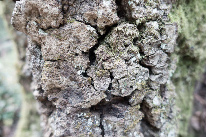 Chunky Tree Bark